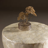 Kavos staliukas Shell dream