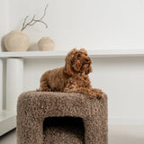 Pufas Cocapoo Brown