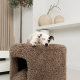 Pufas Cocapoo Brown